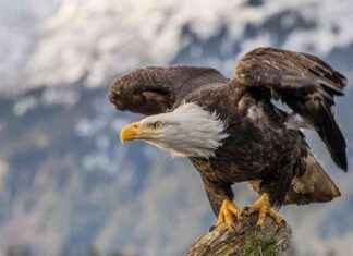 Bald Eagle: America’s Official Bird – The Southern Maryland Chronicle bald-eagle-americas-official-bird-the-southern-maryland-chronicle