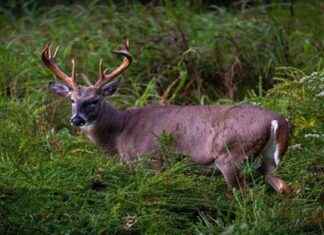 Maryland Reports 9% Increase in Firearm Season Antlerless Deer Harvest – Southern MD News maryland-reports-9-ncrease-in-firearm-season-antlerless-deer-harvest-southern-md-news
