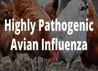 Protecting Poultry and Dairy from HPAI: Maryland’s New Guidance protecting-poultry-and-dairy-from-hpa-marylands-new-guidance