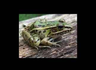 2025 FrogWatch USA Training Starts in Southern Maryland – Southern MD Chronicle 2025-frogwatch-usa-training-starts-in-southern-maryland-southern-md-chronicle