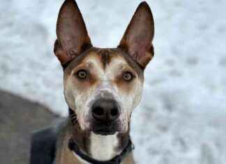 Animal Owners Face Penalties for Noncompliance During Cold Alert animal-owners-face-penalties-for-noncompliance-during-cold-alert