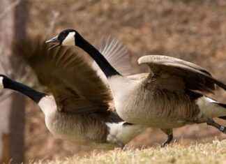 Maryland Youth and Military Waterfowl Hunt Set for February 8 maryland-youth-and-military-waterfowl-hunt-set-for-february-8