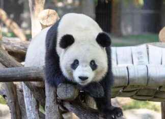 New Giant Pandas Delight Washington, D.C. Visitors new-giant-pandas-delight-washington-dc-visitors