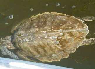 Protecting Cold-Stunned Animals: Essential Tips for Marylanders – Southern Maryland Wildlife Guide protecting-cold-stunned-animals-essential-tips-for-marylanders-southern-maryland-wildlife-guide