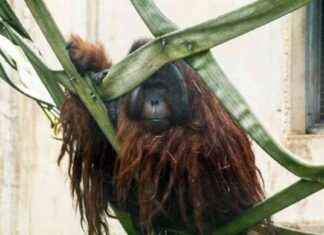 Remembering Kyle: Orangutan at Smithsonian’s National Zoo – Tribute to a Beloved Resident remembering-kyle-orangutan-at-smithsonians-national-zoo-tribute-to-a-beloved-resident