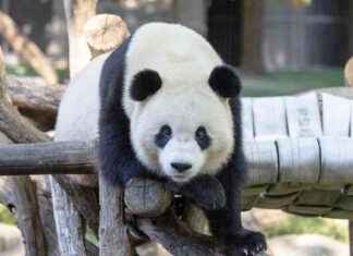 Smithsonian Panda Cam: Bao Li and Qing Bao’s Public Debut – Southern Maryland Chronicle smithsonian-panda-cam-bao-li-and-qing-baos-public-debut-southern-maryland-chronicle