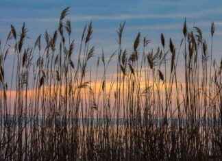 Chesapeake Restoration Programs Funding Pause Impacts Nonprofits and States chesapeake-restoration-programs-funding-pause-mpacts-nonprofits-and-states