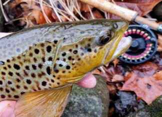 Maryland Fishing Report: Midwinter 2025 Update maryland-fishing-report-midwinter-2025-update