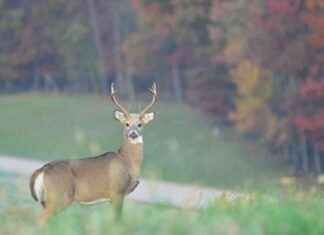 Maryland Hunters Report Highest Deer Harvest in Five Years maryland-hunters-report-highest-deer-harvest-in-five-years