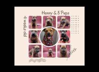 Rescue Alert: Help Needed for Abandoned Puppies and Surrendered Mom rescue-alert-help-needed-for-abandoned-puppies-and-surrendered-mom