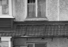 South Suburban Humane Society: How They Transform Lives Daily