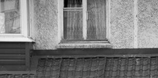 South Suburban Humane Society: How They Transform Lives Daily