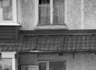 South Suburban Humane Society: How They Transform Lives Daily