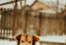 South Suburban Animal Shelter: Discover Heartwarming Pet Stories