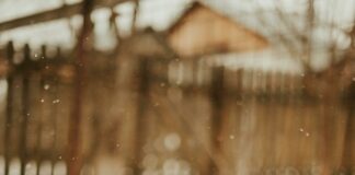 South Suburban Animal Shelter: Discover Heartwarming Pet Stories