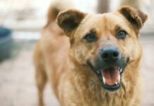 South Suburban Animal Hospital: Why Pets Love Our Expert Care