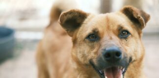 South Suburban Animal Hospital: Why Pets Love Our Expert Care