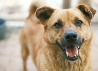 South Suburban Animal Hospital: Why Pets Love Our Expert Care