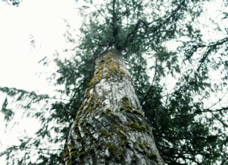 Best Suburbs Of Charlotte NC: Which Neighborhood Suits You Best?