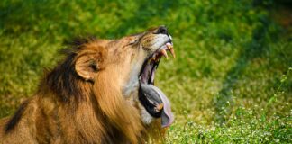 Best Suburbs Of Atlanta You Must Explore For Ultimate Living