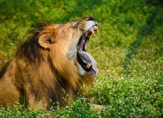 Best Suburbs Of Atlanta You Must Explore For Ultimate Living