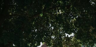 Craigslist Chicago Suburbs Cars For Sale By Owner: Secrets Revealed