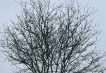 Ymca North Suburban MA: Discover Exciting Programs and Benefits