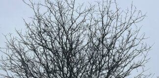 Ymca North Suburban MA: Discover Exciting Programs and Benefits