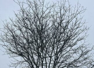 Ymca North Suburban MA: Discover Exciting Programs and Benefits