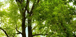 Millard Fillmore Suburban Hospital MyChart: Unlock Powerful Benefits