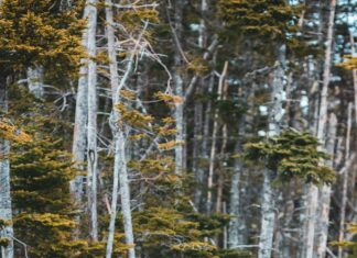 Suburban Collection Showplace Novi MI: Why It’s A Must-Visit Venue