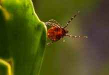 Rising Tick Bites: Health Warnings in Southern Maryland rising-tick-bites-health-warnings-in-southern-maryland