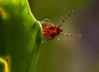 Rising Tick Bites: Health Warnings in Southern Maryland rising-tick-bites-health-warnings-in-southern-maryland
