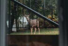 East Suburban Animal Clinic: Discover Expert Pet Care Secrets