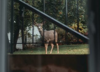 East Suburban Animal Clinic: Discover Expert Pet Care Secrets