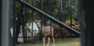 East Suburban Animal Hospital: Why Pets Love Our Expert Care