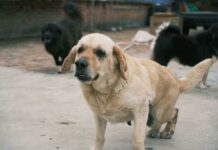 West Suburban Animal Hospital: Discover Expert Care for Pets