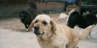 West Suburban Animal Hospital: Discover Expert Care for Pets