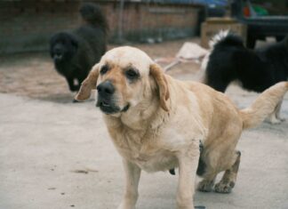 West Suburban Animal Hospital: Discover Expert Care for Pets