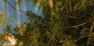 Suburban Cadillac Ann Arbor: Discover Luxury Deals You Can’t Miss