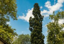 Ardmore Suburban Square Stores: Discover Top Shops You’ll Love