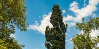 Ardmore Suburban Square Stores: Discover Top Shops You’ll Love