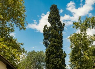 Ardmore Suburban Square Stores: Discover Top Shops You’ll Love