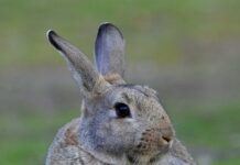 Suburban Ear Nose And Throat: Discover Expert Care For Lasting Relief