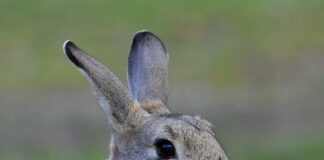 Suburban Ear Nose And Throat: Discover Expert Care For Lasting Relief