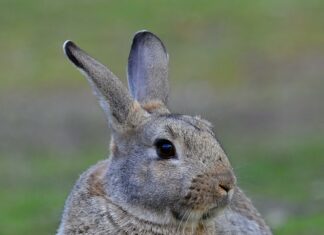 Suburban Ear Nose And Throat: Discover Expert Care For Lasting Relief