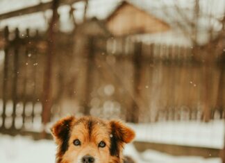 West Suburban Animal Shelter: Discover Incredible Pet Adoption Stories