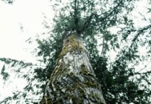 Suburbs Of Charlotte NC: Discover The Best Places To Live Today