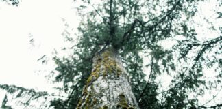 Suburbs Of Charlotte NC: Discover The Best Places To Live Today