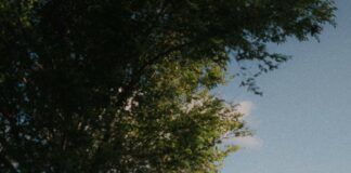 South Suburban Low Cost Veterinary Services: How To Save Big